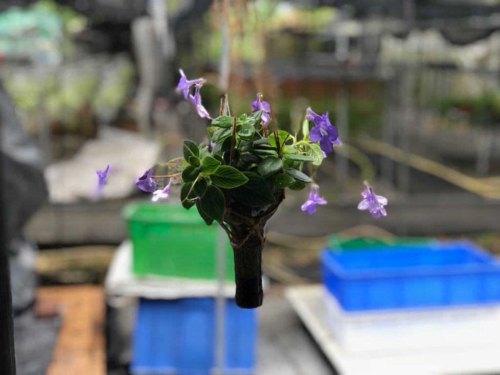 再生玻璃盆栽親子製作