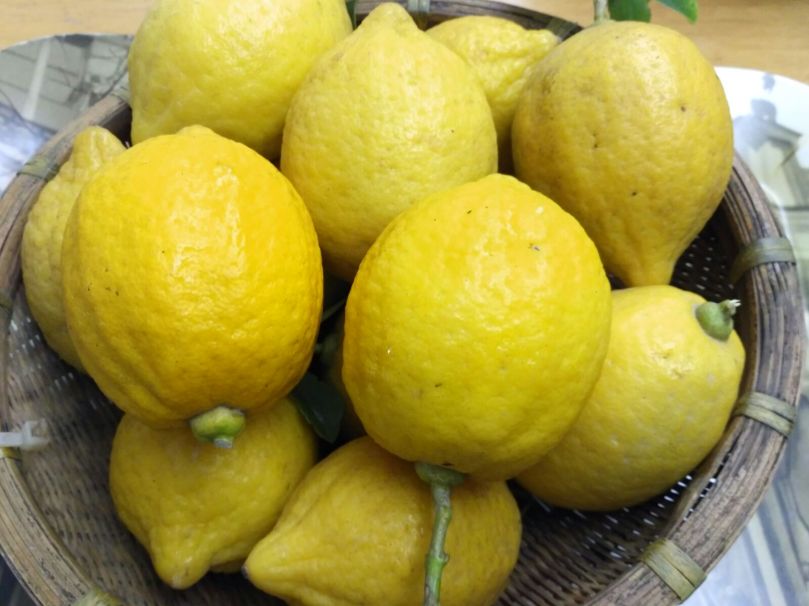 日啲檸檬超大超靚有三十幾隻
