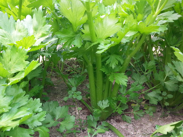 celery.jpg